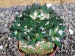 Ariocarpus scapharostrus hrubá forma, pot 5,5 cm Roubovaný - 12407104