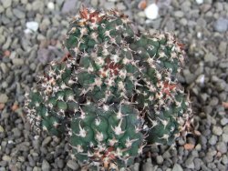 Gymnocalycium spegazzinii unguispinum SL 44b, pot 5,5 cm Roub. - 12407105