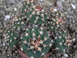 Gymnocalycium spegazzinii unguispinum SL 44b, pot 5,5 cm Roub. - 12407106