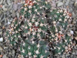 Gymnocalycium spegazzinii unguispinum SL 44b, pot 5,5 cm Roub. - 12407107
