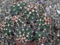 Gymnocalycium spegazzinii unguispinum SL 44b, pot 5,5 cm Roub.