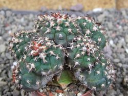 Gymnocalycium spegazzinii unguispinum SL 44b, pot 5,5 cm Roub. - 12407109
