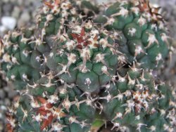 Gymnocalycium spegazzinii unguispinum SL 44b, pot 5,5 cm Roub. - 12407110