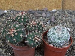 Gymnocalycium spegazzinii unguispinum SL 44b, pot 5,5 cm Roub. - 12407111