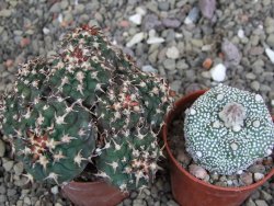 Gymnocalycium spegazzinii unguispinum SL 44b, pot 5,5 cm Roub. - 12407112