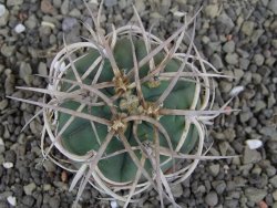 Gymnocalycium cardenasianum JO 604 pot 5,5 cm - 12407135