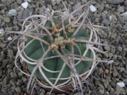Gymnocalycium cardenasianum JO 604 pot 5,5 cm - 12407136