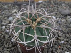 Gymnocalycium cardenasianum JO 604 pot 5,5 cm - 12407138