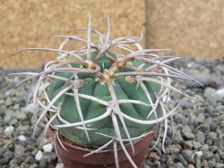 Gymnocalycium cardenasianum JO 604 pot 5,5 cm - 12407139