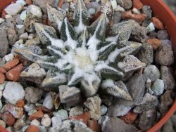 Ariocarpus kotschoubeyanus elephantidens Vista Hermosa pot 5,5 cm - 12407150