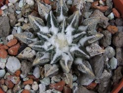 Ariocarpus kotschoubeyanus elephantidens Vista Hermosa pot 5,5 cm