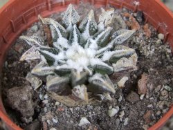 Ariocarpus kotschoubeyanus elephantidens Vista Hermosa pot 5,5 cm - 12407153