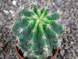 Pelecyphora aseliphormis X Ferocactus - chimera pot 5,5 cm