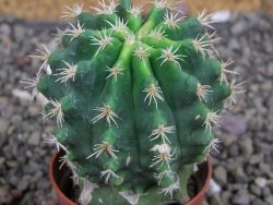 Pelecyphora aseliphormis X Ferocactus - chimera pot 5,5 cm - 12407171