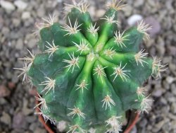 Pelecyphora aseliphormis X Ferocactus - chimera pot 5,5 cm - 12407172
