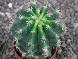 Pelecyphora aseliphormis X Ferocactus - chimera pot 5,5 cm - 12407173