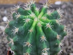 Pelecyphora aseliphormis X Ferocactus - chimera pot 5,5 cm - 12407174