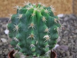 Pelecyphora aseliphormis X Ferocactus - chimera pot 5,5 cm - 12407175