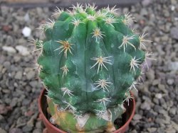 Pelecyphora aseliphormis X Ferocactus - chimera pot 5,5 cm - 12407176