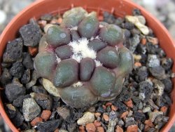 Cintia knizeii pot 5,5 cm - 12407177