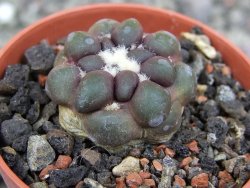 Cintia knizeii pot 5,5 cm