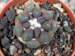 Cintia knizeii pot 5,5 cm - 12407179