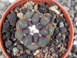 Cintia knizeii pot 5,5 cm - 12407180