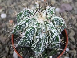 Astrophytum Dinosaur (Fukurio Hannya) pot 5,5 cm