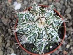 Astrophytum Dinosaur (Fukurio Hannya) pot 5,5 cm - 12407202