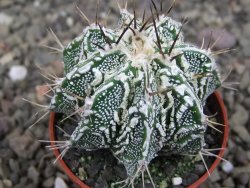 Astrophytum Dinosaur (Fukurio Hannya) pot 5,5 cm - 12407203