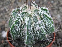 Astrophytum Dinosaur (Fukurio Hannya) pot 5,5 cm - 12407204