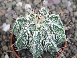 Astrophytum Dinosaur (Fukurio Hannya) pot 5,5 cm - 12407205