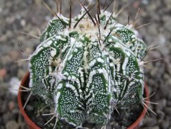 Astrophytum Dinosaur (Fukurio Hannya) pot 5,5 cm - 12407206