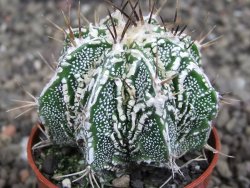 Astrophytum Dinosaur (Fukurio Hannya) pot 5,5 cm - 12407207