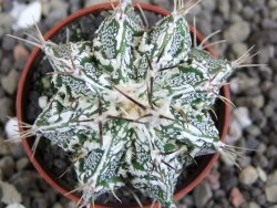 Astrophytum Dinosaur (Fukurio Hannya) pot 5,5 cm - 12407209