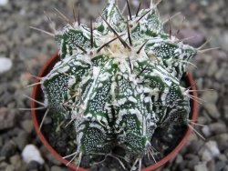 Astrophytum Dinosaur (Fukurio Hannya) pot 5,5 cm - 12407210