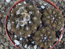 Copiapoa hypogea Lizard skin pot 6,5 cm - 12407232
