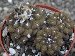 Copiapoa hypogea Lizard skin pot 6,5 cm
