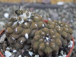 Copiapoa hypogea Lizard skin pot 6,5 cm - 12407234