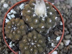 Copiapoa hypogea Lizard skin pot 6,5 cm - 12407236