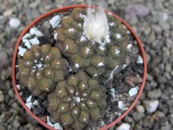 Copiapoa hypogea Lizard skin pot 6,5 cm - 12407237