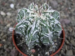 Astrophytum Dinosaur (Fukurio Hannya) pot 5,5 cm - 12407256