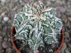 Astrophytum Dinosaur (Fukurio Hannya) pot 5,5 cm - 12407257