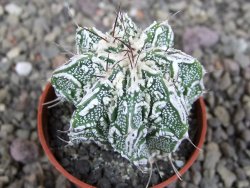 Astrophytum Dinosaur (Fukurio Hannya) pot 5,5 cm - 12407258