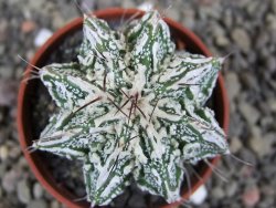 Astrophytum Dinosaur (Fukurio Hannya) pot 5,5 cm