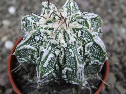 Astrophytum Dinosaur (Fukurio Hannya) pot 5,5 cm - 12407260