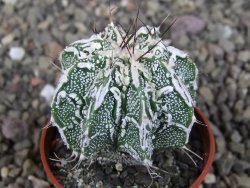 Astrophytum Dinosaur (Fukurio Hannya) pot 5,5 cm - 12407261