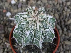 Astrophytum Dinosaur (Fukurio Hannya) pot 5,5 cm - 12407262