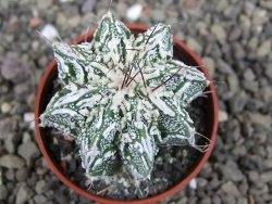 Astrophytum Dinosaur (Fukurio Hannya) pot 5,5 cm - 12407263