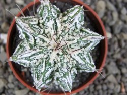 Astrophytum Dinosaur (Fukurio Hannya) pot 5,5 cm - 12407264